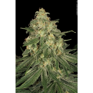 Paradise Seeds Allkush