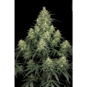 Paradise Seeds Atomical Haze