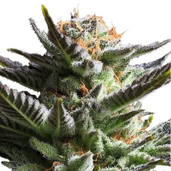 Royal Queen Seeds Fruit Spirit