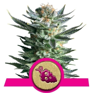 Royal Queen Seeds Fruit Spirit