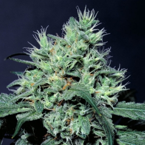 Paradise Seeds Dutch Dragon