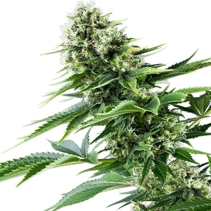 Royal Queen Seeds Power Flower