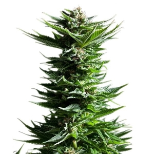 Royal Queen Seeds Shining Silver Haze