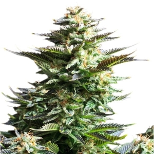 Royal Queen Seeds Amnesia Haze