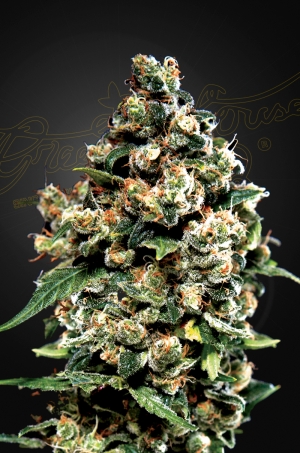 Green House Seed Co. GH Jack Herer