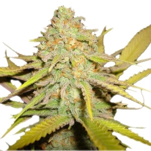 Royal Queen Seeds O.G. Kush