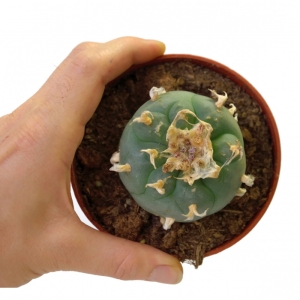 Sirius Mescalin Cacti Peyote XL