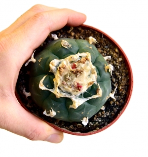 Sirius Mescalin Cacti Peyote XL