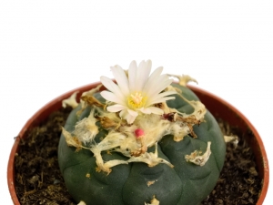 Sirius Mescalin Cacti Peyote XL