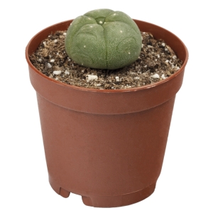 Sirius Mescalin Cacti Peyote S