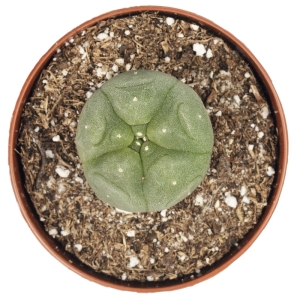 Sirius Mescalin Cacti Peyote S