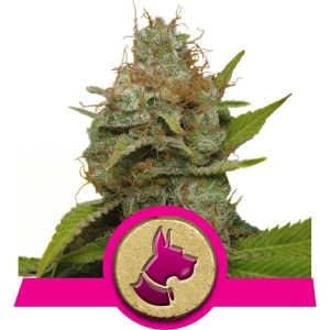 Royal Queen Seeds Kali Dog