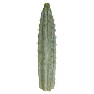 Sirius Mescalin Cacti Torche Péruvienne (Echinopsis peruvianus)