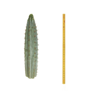 Sirius Mescalin Cacti Torche Péruvienne (Echinopsis peruvianus)