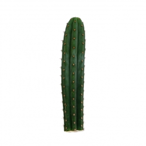 Sirius Mescalin Cacti Macrogona