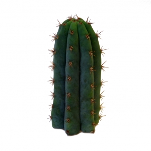 Sirius Mescalin Cacti Macrogona