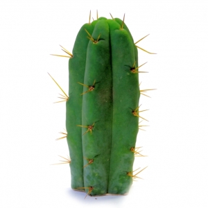 Sirius Mescalin Cacti Cactus Antorcha Boliviana (Echinopsis lageniformis)