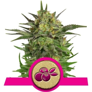 Royal Queen Seeds Haze Berry