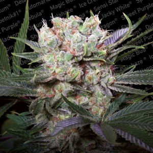 Paradise Seeds Californian Gold