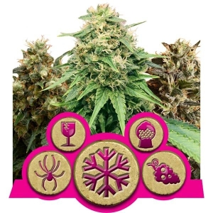 Royal Queen Seeds Mezcla Feminizada