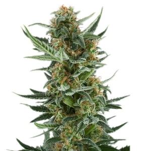 Royal Queen Seeds Royal Dwarf