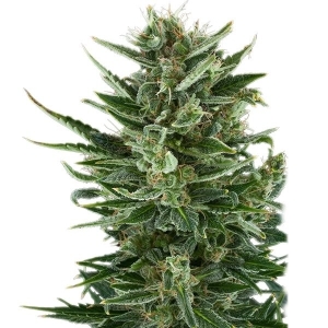 Royal Queen Seeds Quick One