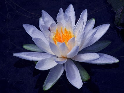 Was ist Blauer Lotus? Alles über das Smartshop-Produkt
