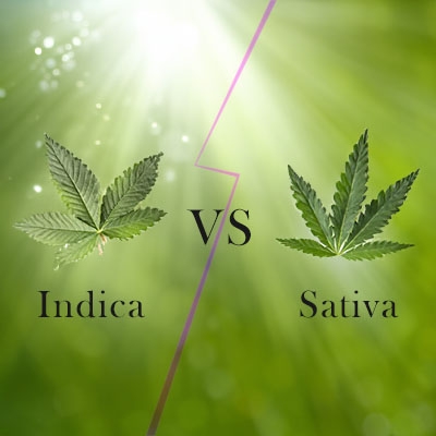 Découvrez la vérité sur le cannabis indica et sativa