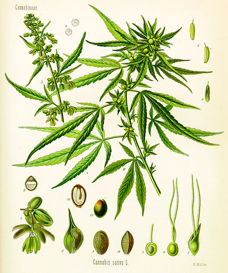 Cannabis e Erba Legale: Le 9 domande più frequenti sul CBD