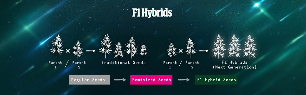 Regular, feminized, F1 Hybrid cannabis seeds