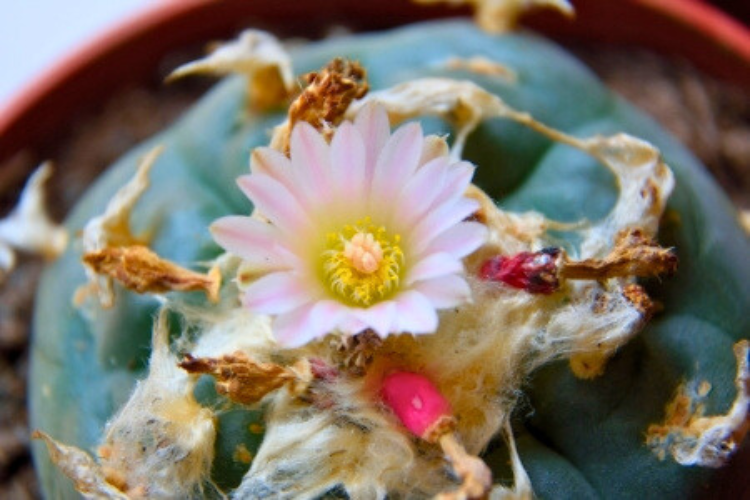 flor de peyote