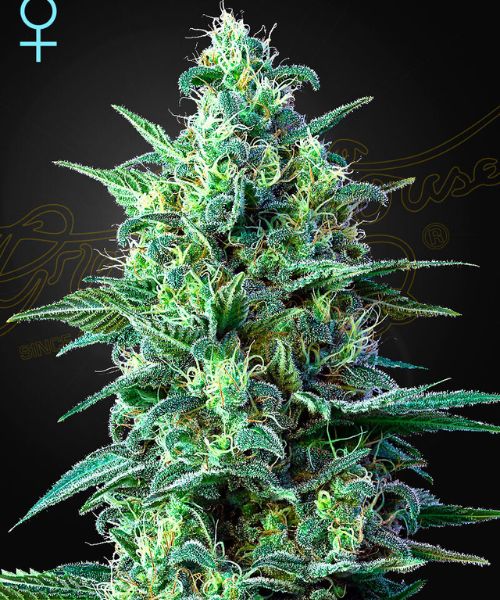 Gemma di cannabis White Widow Auto CBD